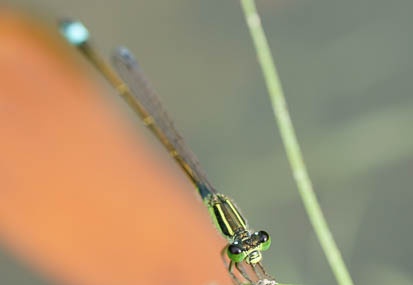 201109011406-DSC08244.jpg