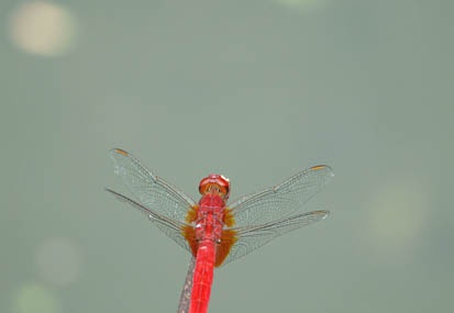201109011411-DSC08290.jpg