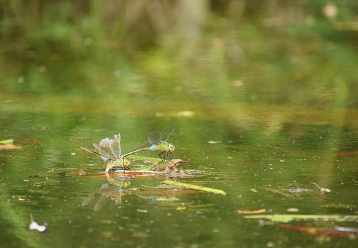 201109011415-DSC08376.jpg