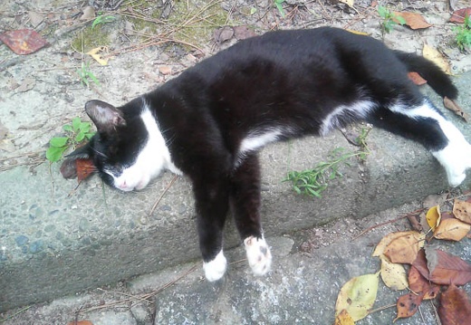 20110901155300-SO902i.jpg