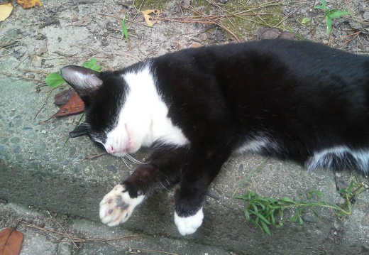 20110901155341-SO902i.jpg