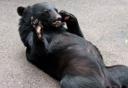 09.06 奥飛騨クマ牧場