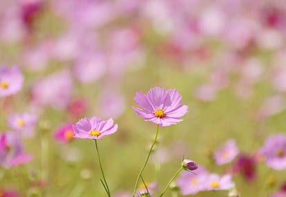 201109061331-DSC09529.jpg