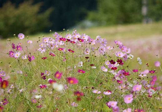 201109061353-DSC09607.jpg