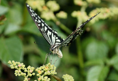201109121311-DSC01070.jpg