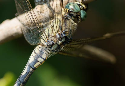 201109141239-DSC01504.jpg