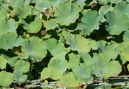 201109151411-DSC02360.jpg