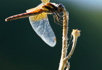 201109151553-DSC02568.jpg