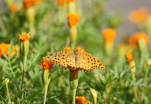 201109190844-DSC02607.jpg