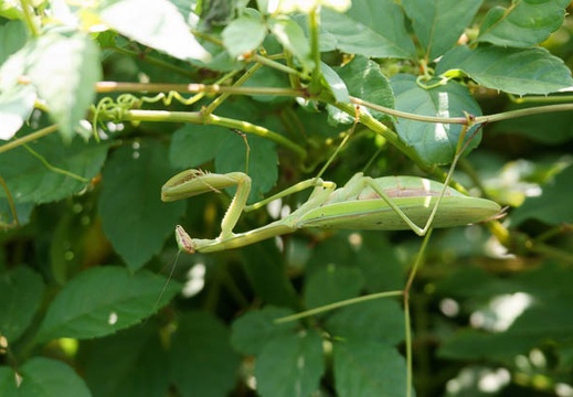 201109190921-DSC02746.jpg