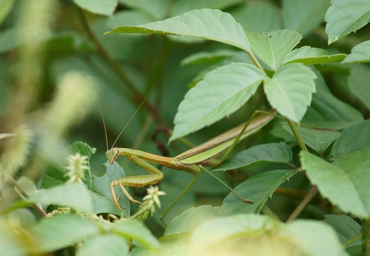 201109190957-DSC02844.jpg