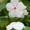 201109201133-DSC03053.jpg