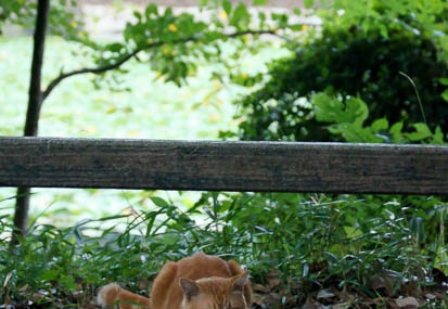 201109201603-DSC03334.jpg