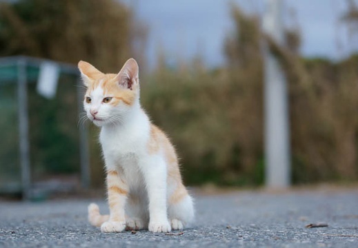 201109221726-DSC04487.jpg