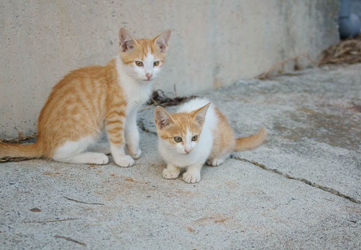 201109221728-DSC04501.jpg