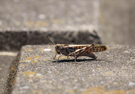 201109241008-DSC04713.jpg