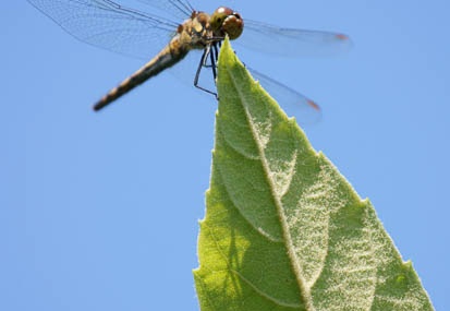 201109241141-DSC05000.jpg