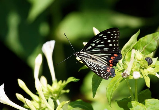 201109241144-DSC05014.jpg
