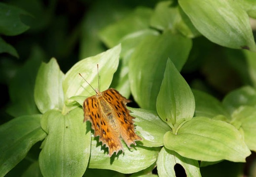 201109241147-DSC05025.jpg