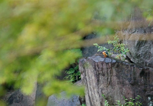 201109261415-DSC05413.jpg