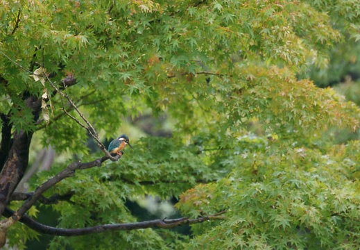 201109261428-DSC05578.jpg