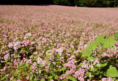 201109271421-DSC05981.jpg