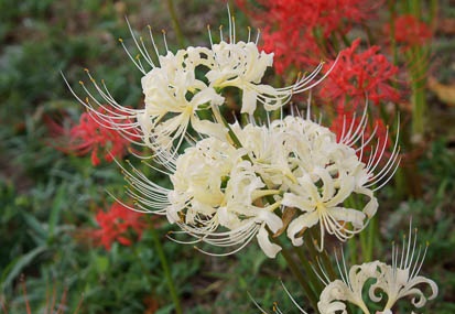 201110011540-DSC07795.jpg