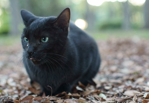 201110031704-DSC08720.jpg