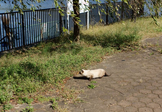 201110040916-DSC08828.jpg