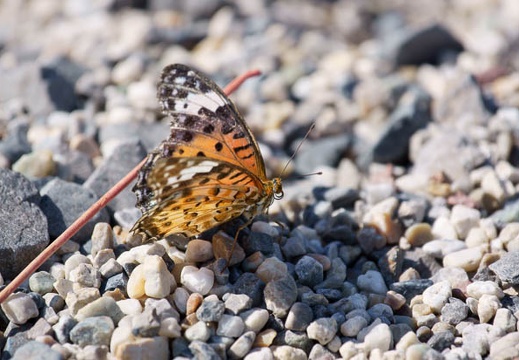 201110041011-DSC08900.jpg