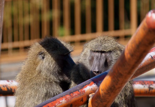 201110061307-DSC09412.jpg