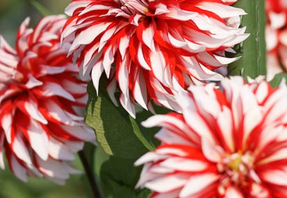 201110071415-DSC00388.jpg