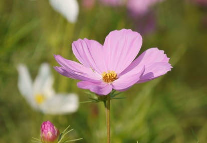 201110071433-DSC00433.jpg
