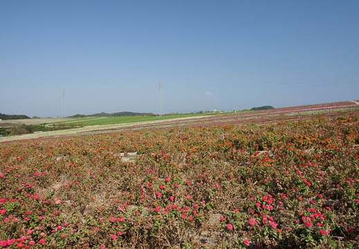 201110081241-DSC00917.jpg