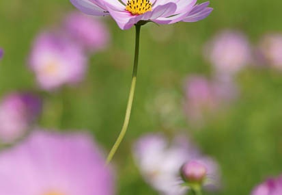 10.08 観光農園花ひろば