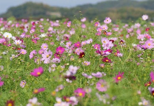 201110081301-DSC00986.jpg