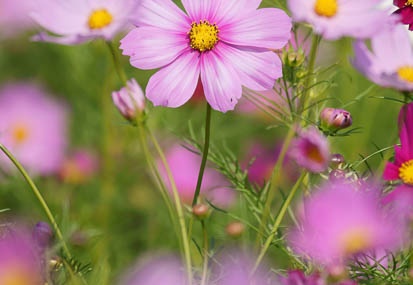 201110081302-DSC00990.jpg