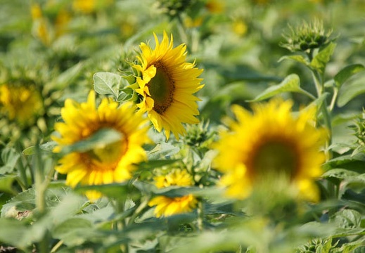 201110081345-DSC01140.jpg