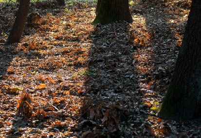 201110081628-DSC01297.jpg