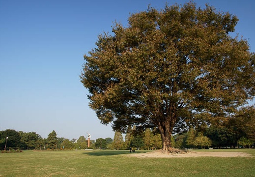 201110090736-DSC01443.jpg