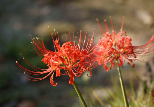 201110090746-DSC01459.jpg