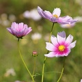 201110091017-DSC01619.jpg