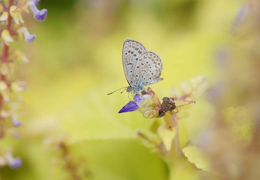 201110171454-DSC02744.jpg