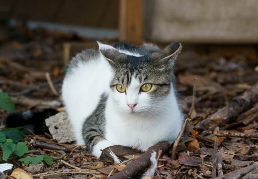 201110171506-DSC02784.jpg