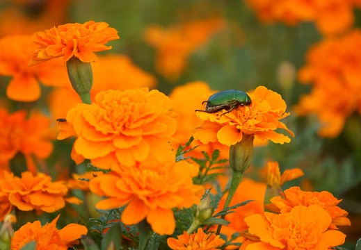 201110171550-DSC02924.jpg