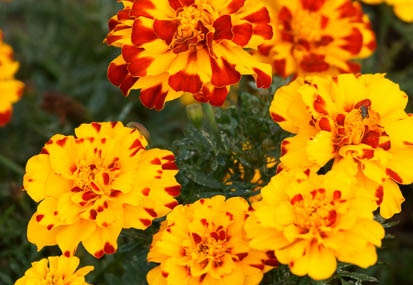 201110171550-DSC02928.jpg