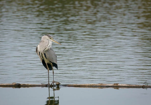 201110171617-DSC02994.jpg