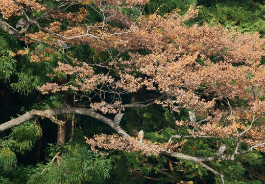 201110210850-DSC05418.jpg