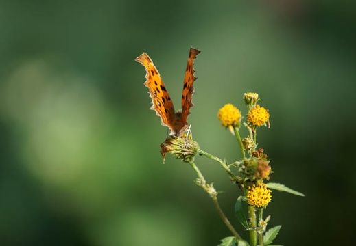 201110251316-DSC06248.jpg
