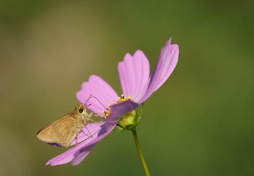201110251344-DSC06372.jpg